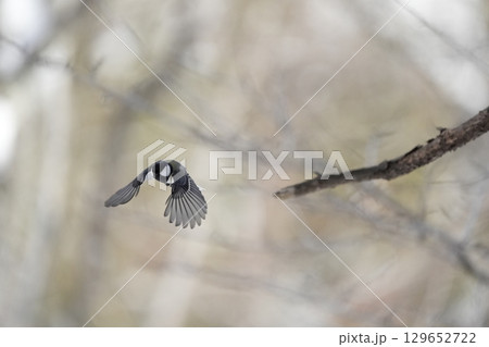 ヤマガラ　α9Ⅲプリ撮影 129652722