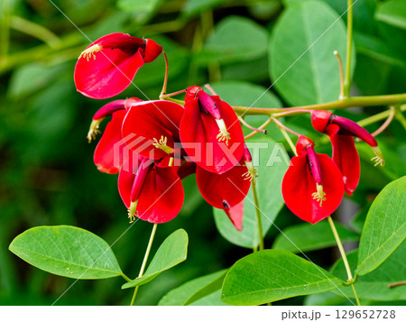 アメリカデイゴの紅色の花 129652728