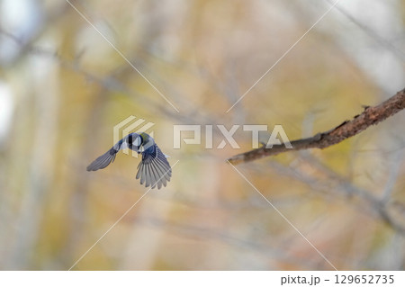 ヤマガラ　α9Ⅲプリ撮影 129652735