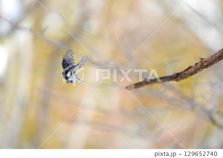 ヤマガラ　α9Ⅲプリ撮影 129652740