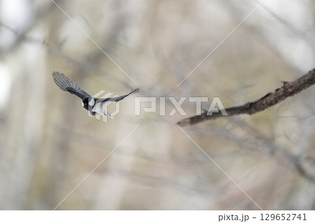 ヤマガラ　α9Ⅲプリ撮影 129652741