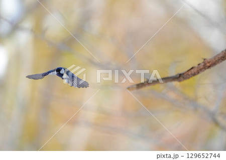 ヤマガラ　α9Ⅲプリ撮影 129652744