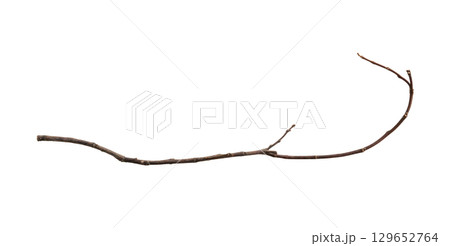 Dry tree branches isolated on white background 129652764