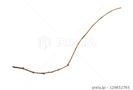 Dry tree branches isolated on white background 129652765