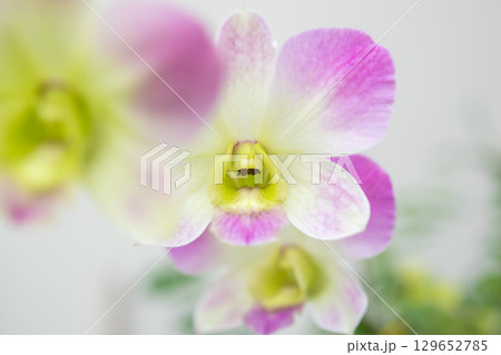 Beautiful Orchid flower blooming in garden floral background 129652785
