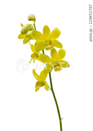Beautiful yellow orchid flower isolated on white background 129652787