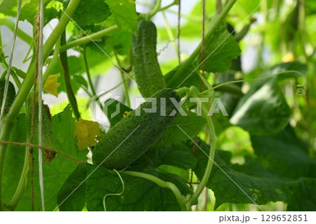 Country amateur vegetable growing. Cucumbers ripened in the greenhouse 129652851