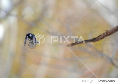 ヤマガラ　α9Ⅲプリ撮影 129652869