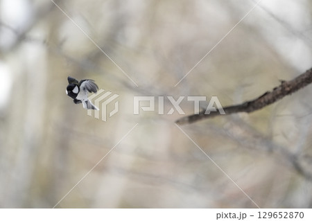 ヤマガラ　α9Ⅲプリ撮影 129652870