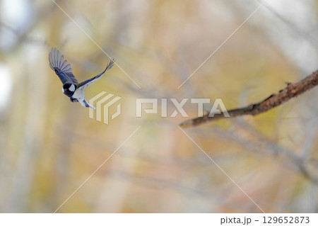 ヤマガラ　α9Ⅲプリ撮影 129652873