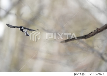 ヤマガラ　α9Ⅲプリ撮影 129652874