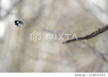 ヤマガラ　α9Ⅲプリ撮影 129652915