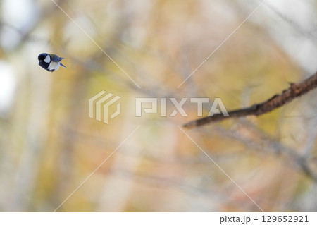 ヤマガラ　α9Ⅲプリ撮影 129652921