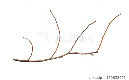 Dry tree branches isolated on white background 129652993