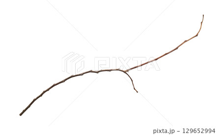 Dry tree branches isolated on white background 129652994