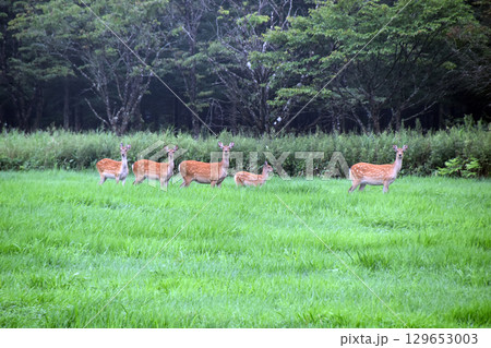 鹿の群れ 鹿の群れ 129653003