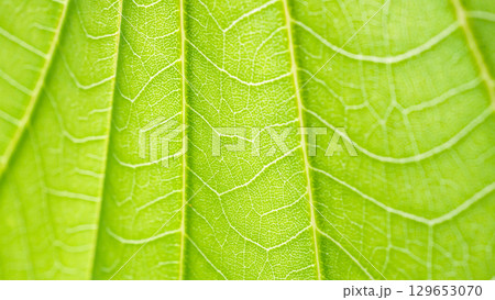 Natural plant green leaf texture surface background 129653070