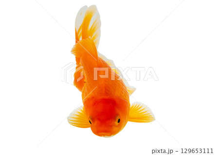Oranda goldfish isolated on white background close up Oranda goldfish isolated on white background close up 129653111