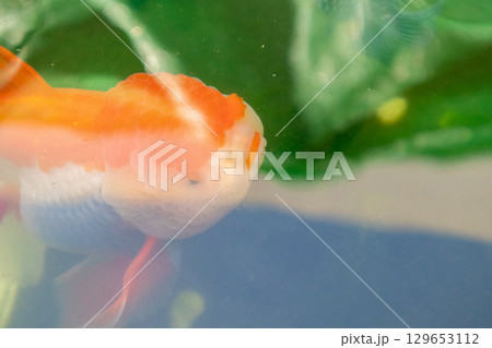 Goldfish in aquarium fish pond close up Goldfish in aquarium fish pond close up 129653112