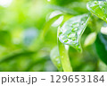 rain water drop on green leaf closeup natural background 129653184