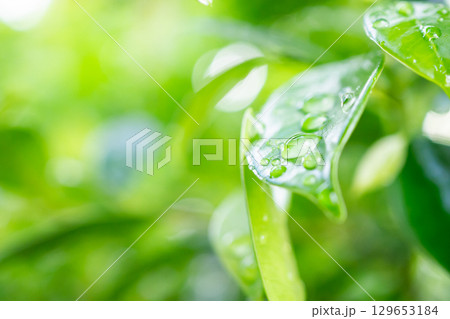 rain water drop on green leaf closeup natural background rain water drop on green leaf closeup natural background 129653184