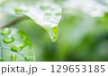rain water drop on green leaf closeup natural background 129653185