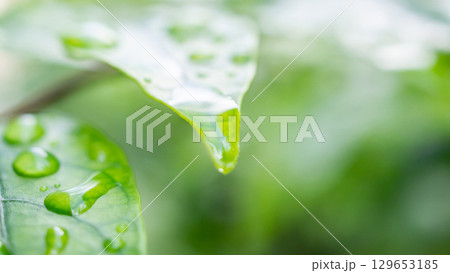rain water drop on green leaf closeup natural background 129653185