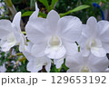Beautiful Orchid flower blooming in garden floral background 129653192