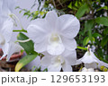 Beautiful Orchid flower blooming in garden floral background 129653193