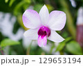 Beautiful Orchid flower blooming in garden floral background 129653194