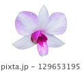 Beautiful pink and white orchid flower isolated on white background 129653195