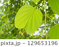 Natural plant green leaf in garden environment ecology background 129653196