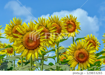 ヒマワリの花 129653265