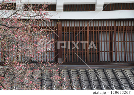 Old house with plum flowers 紅梅の花が咲き始めた日本家屋の軒先と格子戸 129653267