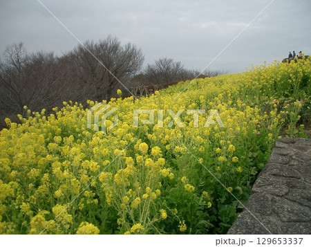 菜の花のある景色 菜の花のある景色 129653337