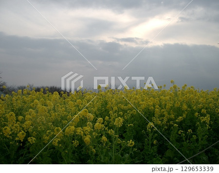 雲に覆われる菜の花畑 雲に覆われる菜の花畑 129653339