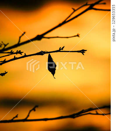 北海道の晩秋の頃に夕暮れの光の中にわずかに残った一枚の葉っぱ 129653355