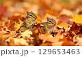 秋の紅葉の中のシマリス　野生動物　二匹 129653463