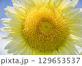 白いひまわり 129653537