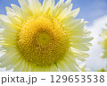 白いひまわり 129653538