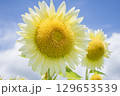 白いひまわり 129653539