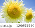 白いひまわり 129653540