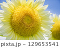 白いひまわり 129653541