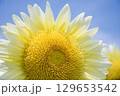 白いひまわり 129653542