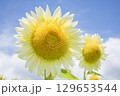 白いひまわり 129653544