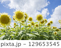 白いひまわり 129653545