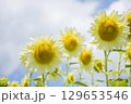 白いひまわり 129653546