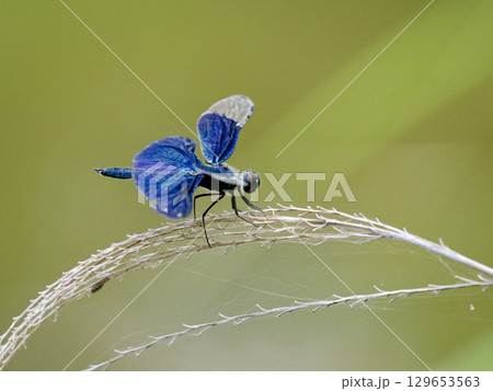 青紫色の翅 チョウトンボ 青紫色の翅 チョウトンボ 129653563