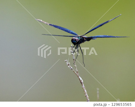 青紫色の翅　チョウトンボ 129653565