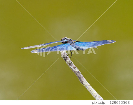 青紫色の翅　チョウトンボ 129653568